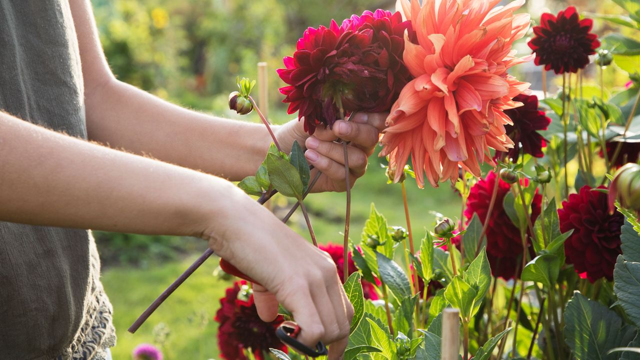 dahlias being cut from garden