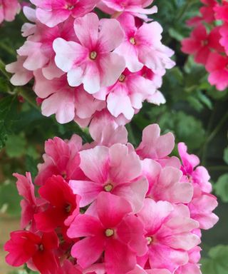 trailing pink verbena growing in hanging baskets