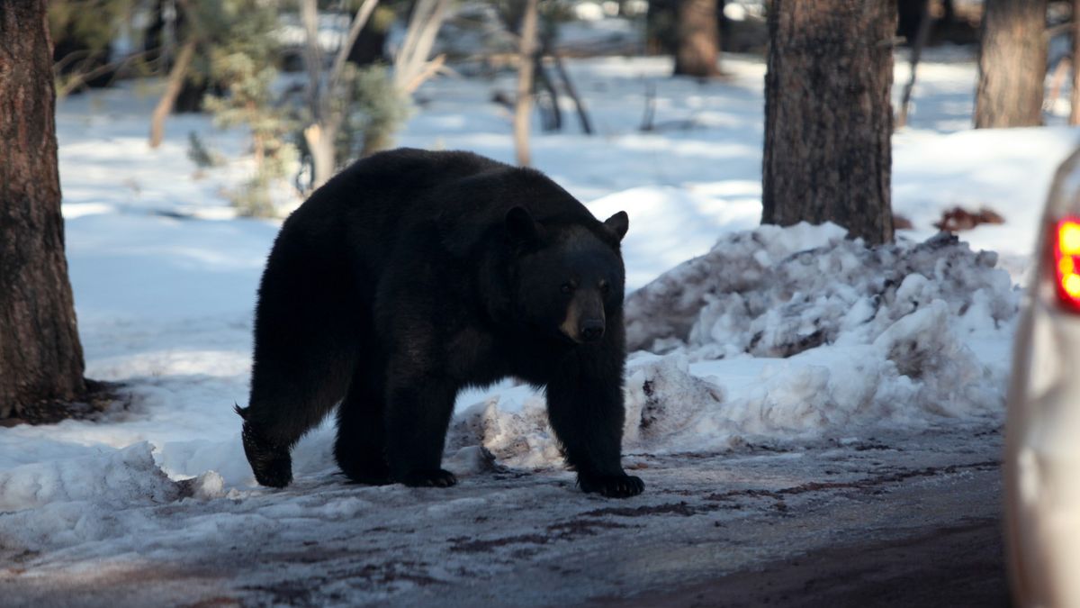 black bear in winter