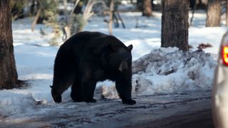 black bear in winter