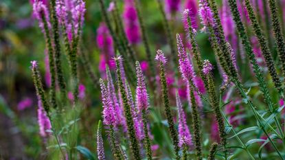 Pink flowering veronica plant in summer