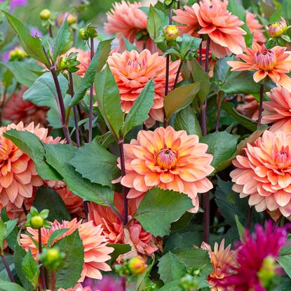 The best flowering plants to grow in August for late blooms | Ideal Home