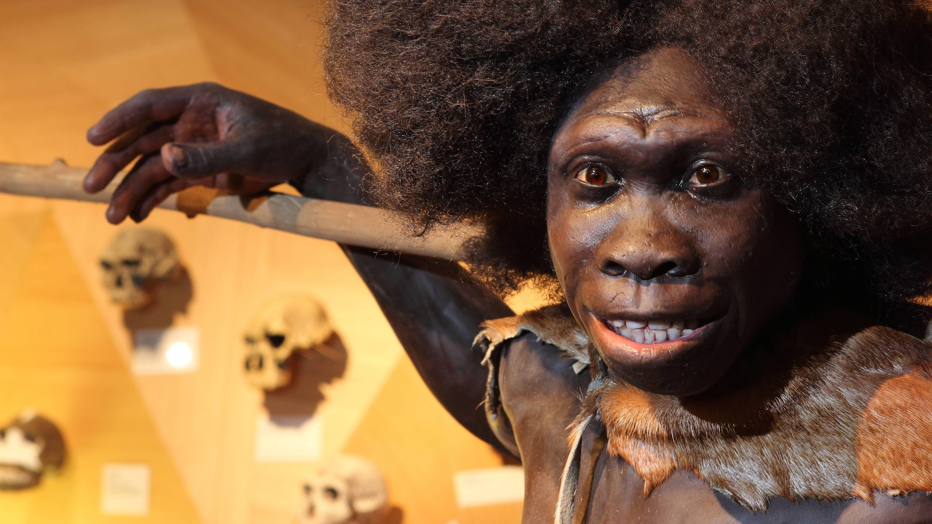 A recreation of the Turkana boy