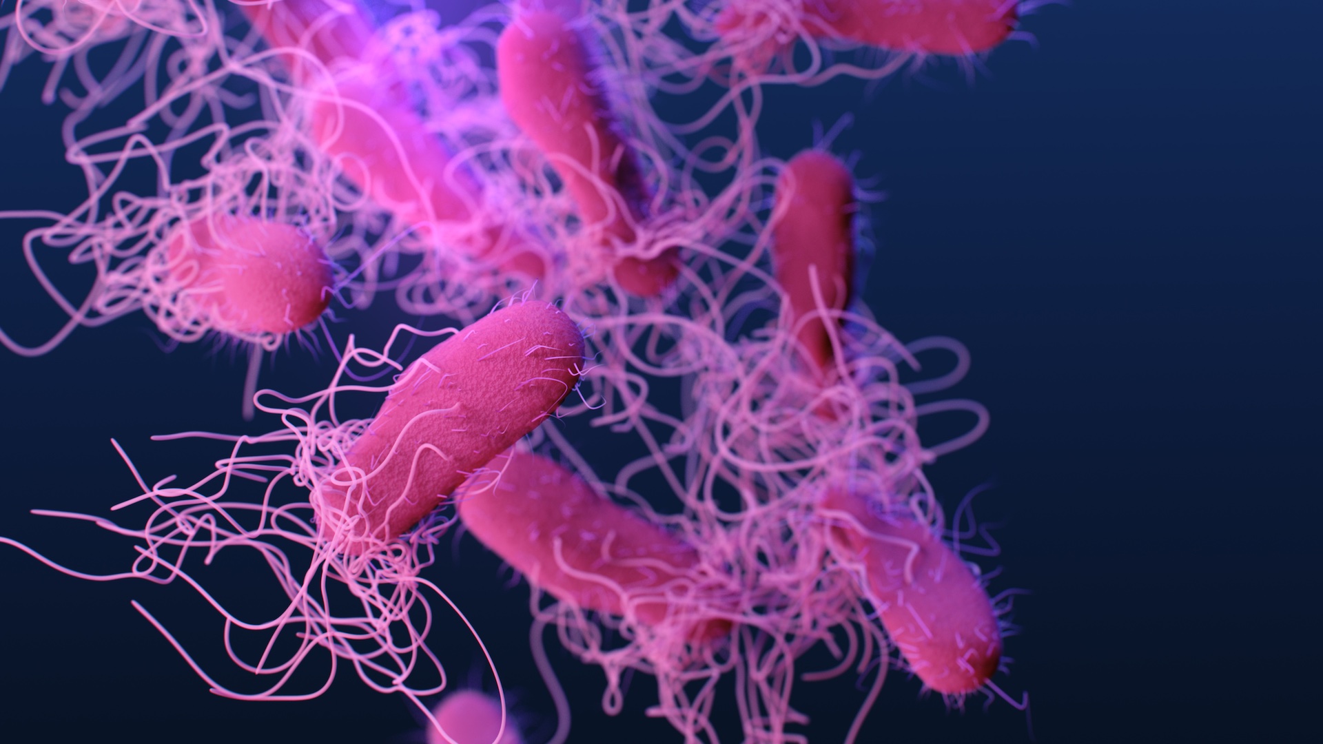 This is a medical illustration of drug-resistant, nontyphoidal, Salmonella sp. bacteria