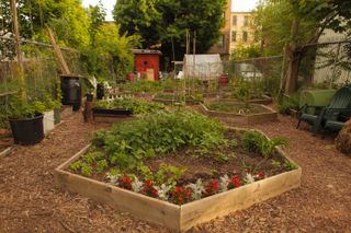 vegetable patch in garden