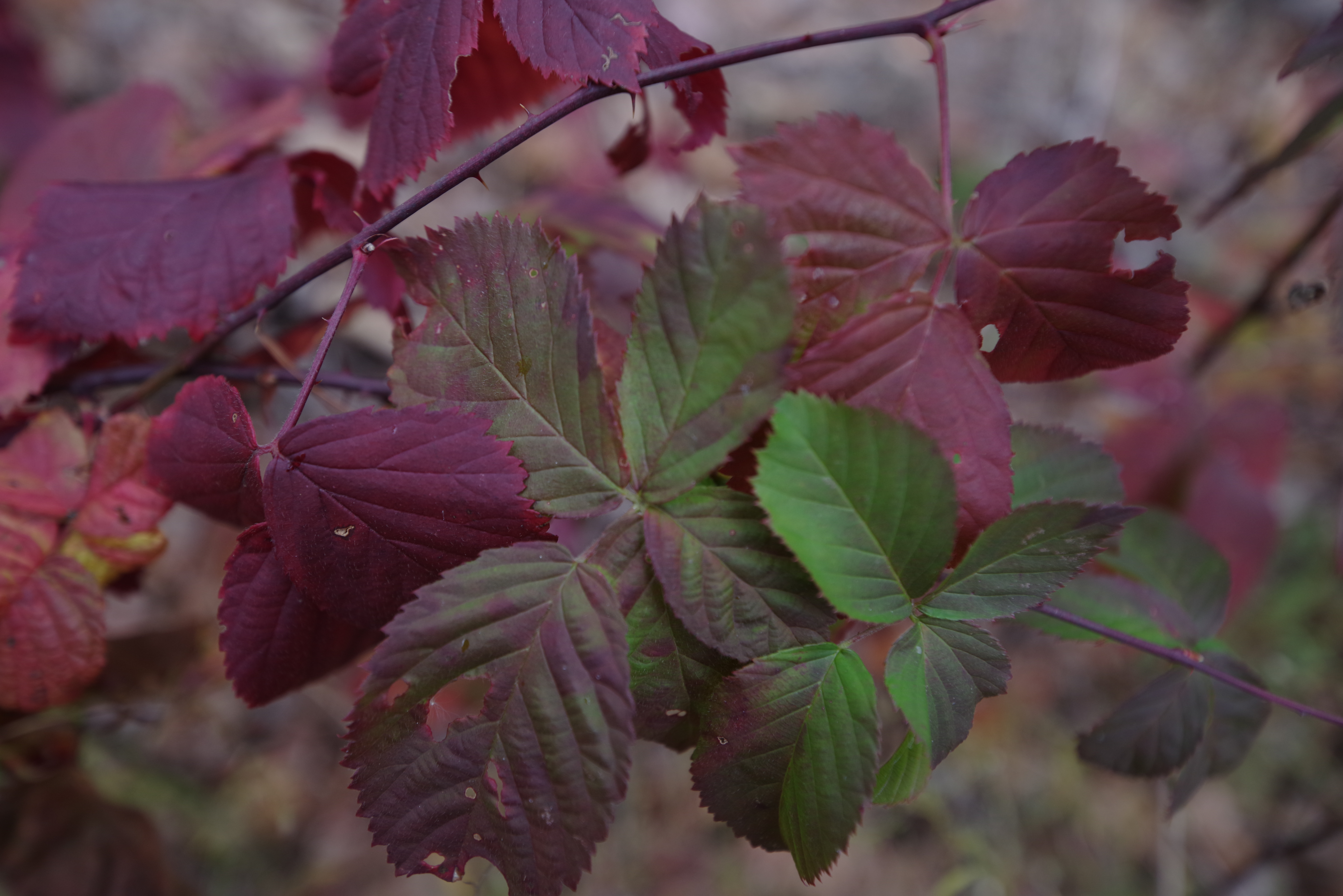 An image shot with the Pentax 15-30mm f/2.8 and the Pentax K-1 Mark II