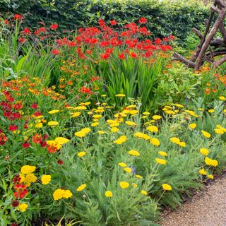 Crocosmia flowers in garden borders