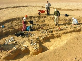 Strange territory for ocean-dwellers: Gingerich's team at work in the Egyptian desert, digging up the bones of whales' prehistoric ancestors.