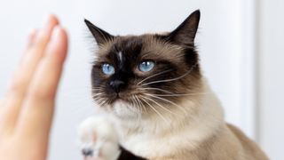 Cat doing high five with paw