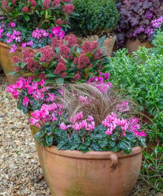 fall containers of skimmia and cyclamen flowering in sunshine