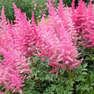 Un folto gruppo di Astilbe con spighe di fiori rosa intenso e fogliame verde scuro, che prosperano in un ambiente ombreggiato.