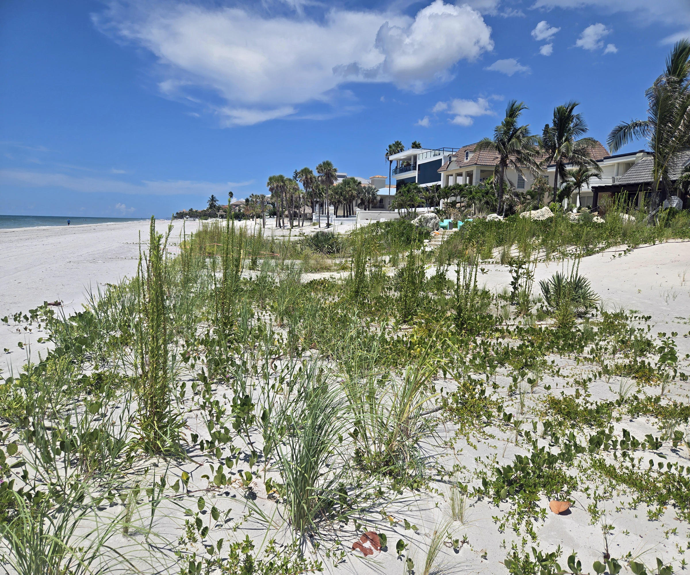 Beach dunescape planted with grasses
