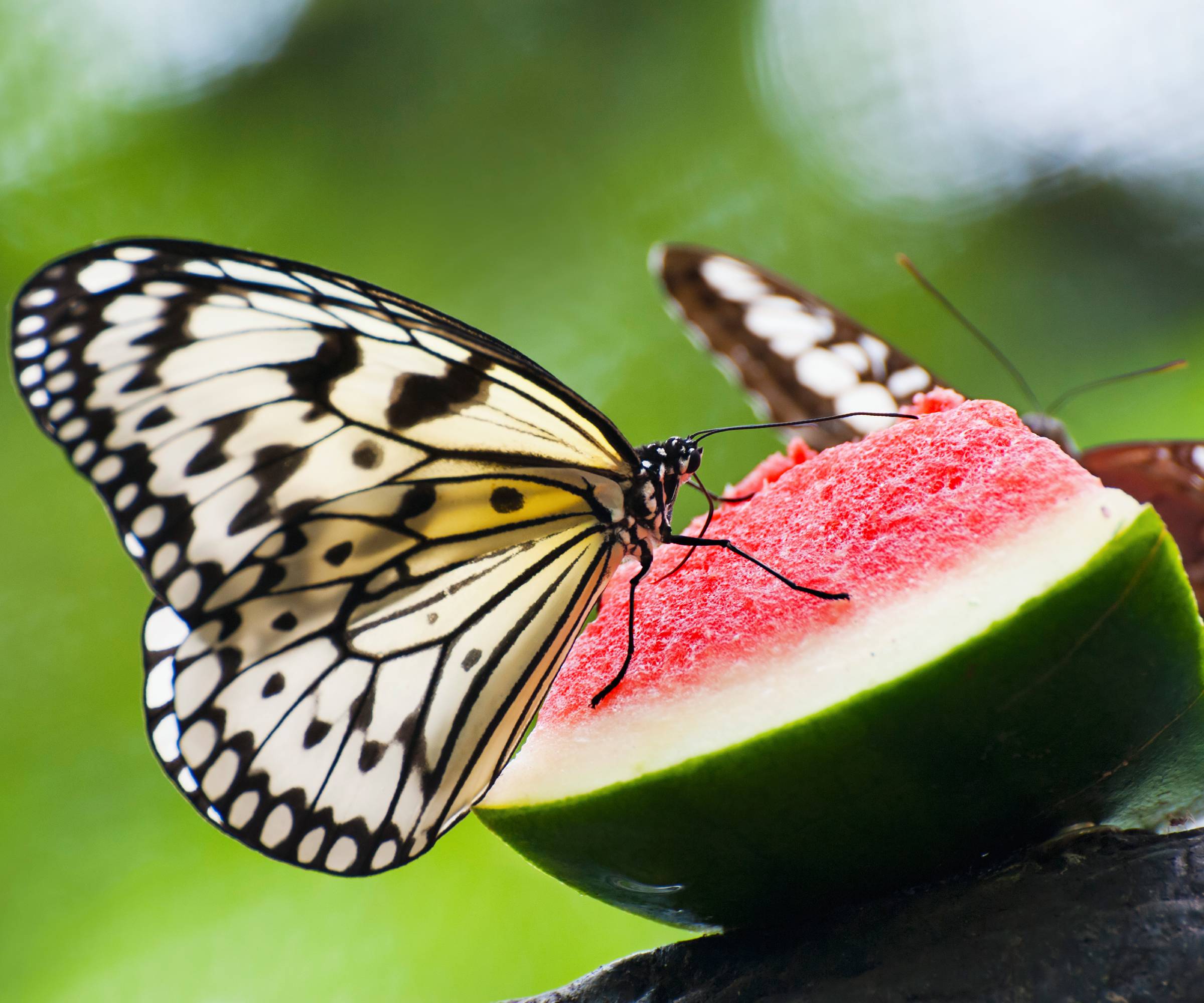 A butterfly on a slice of watermelon