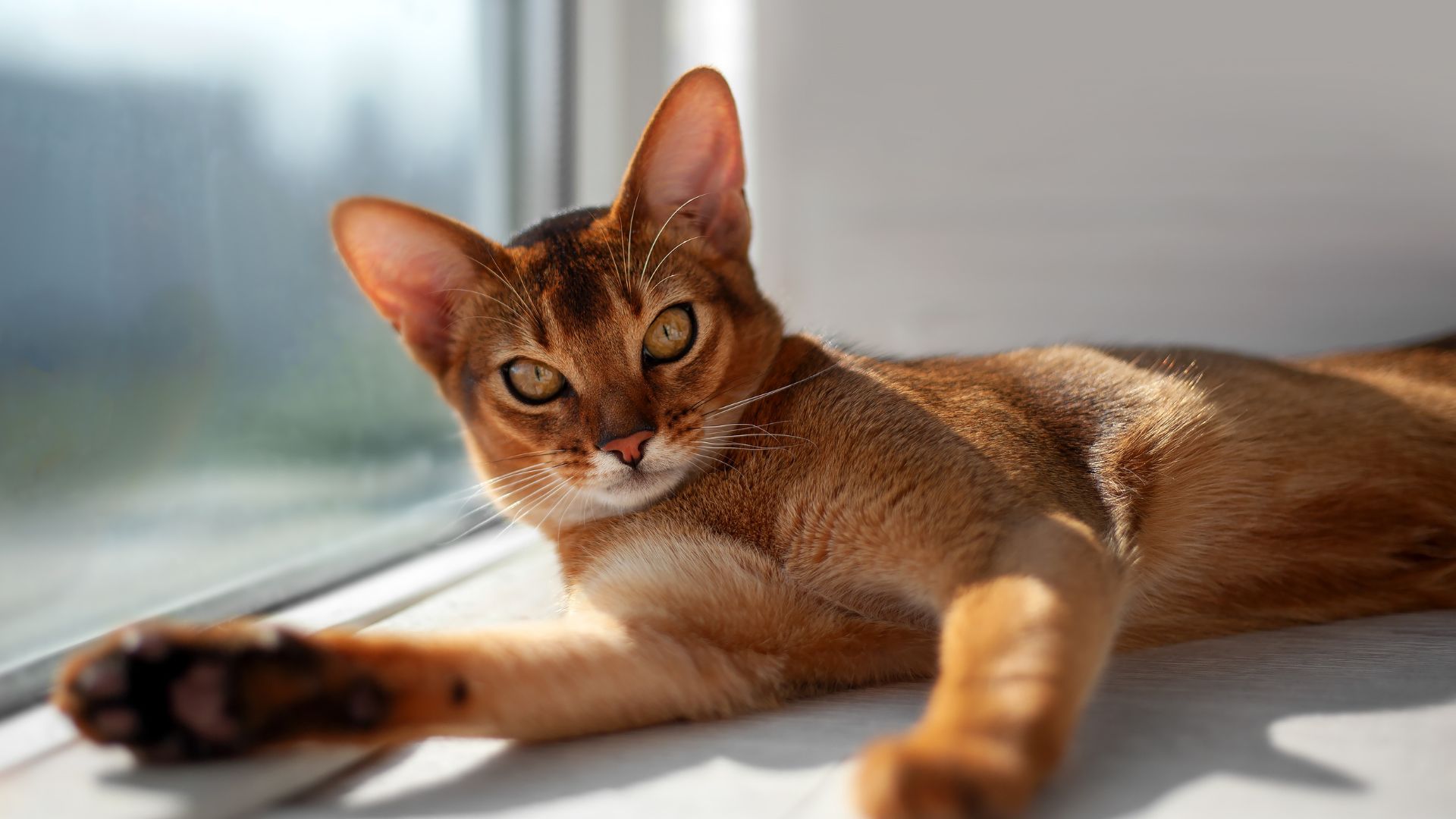 Abyssinian cat lying down by the window in the sun