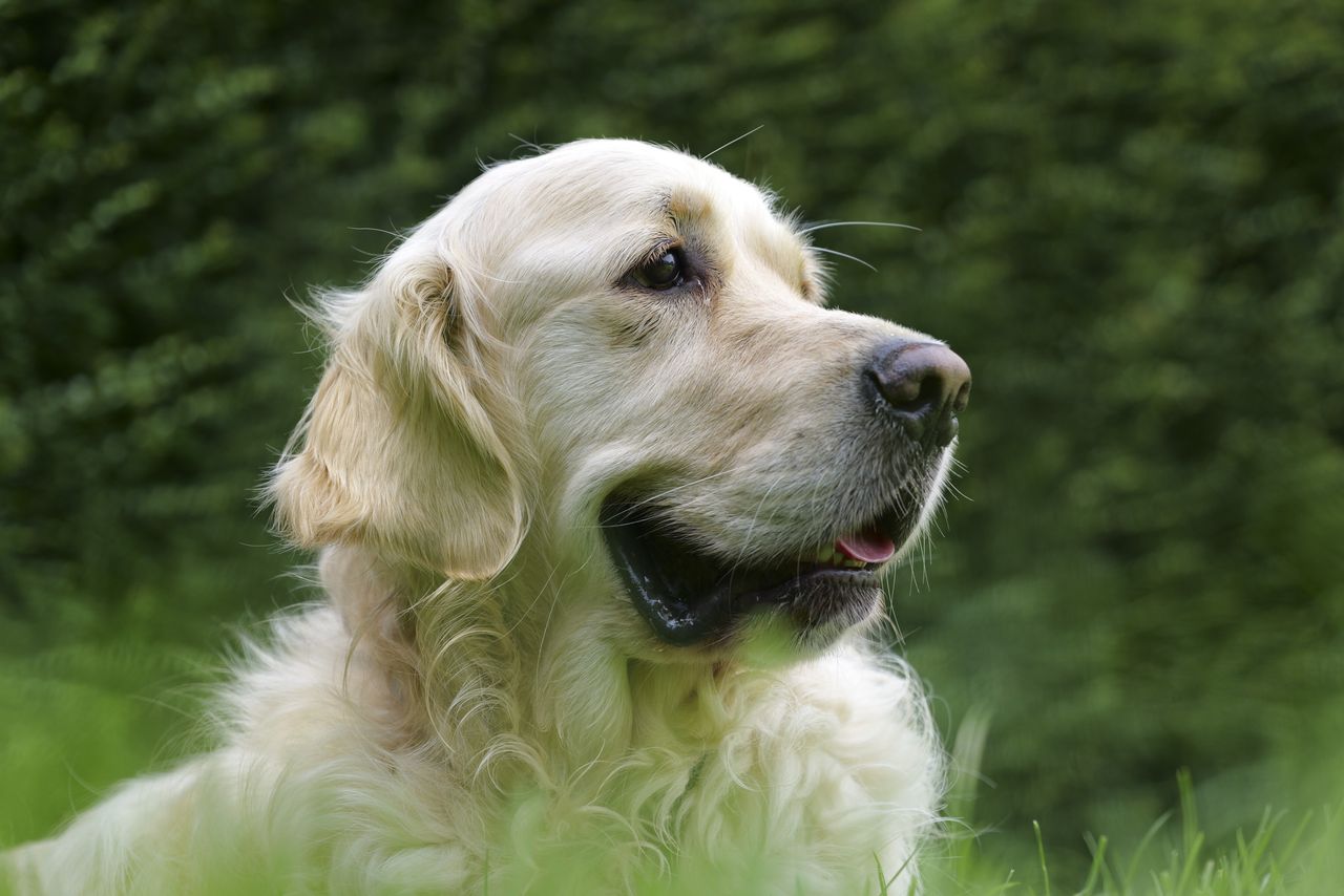 Panasonic Lumix S1 II sample gallery: golden retriever portrait, in bright light
