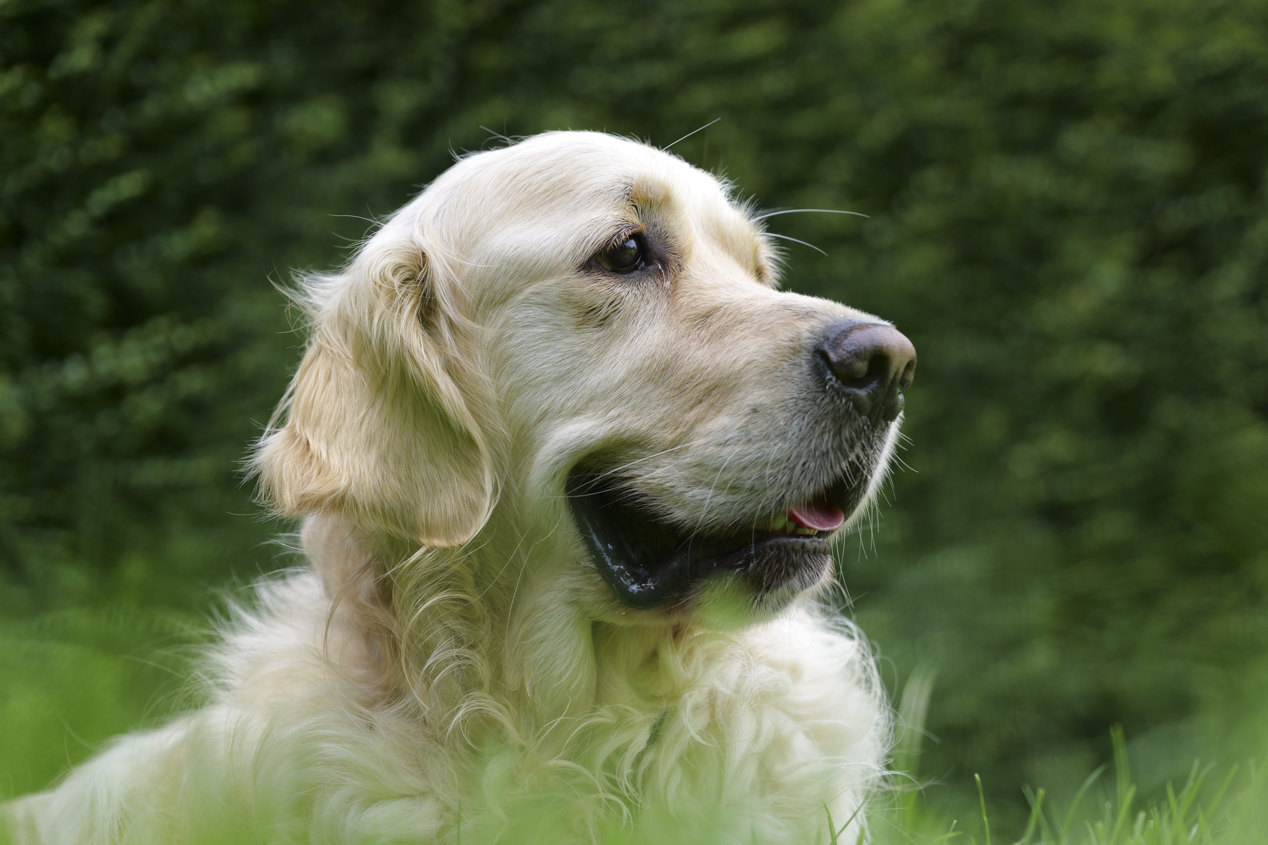 Panasonic Lumix S1 II sample gallery: golden retriever portrait, in bright light