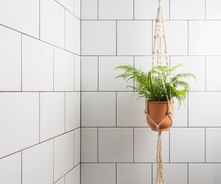 A fern hanging in a macrame hanger in front of white bathroom tile