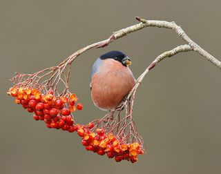 finches