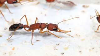 close-up of a reddish brown ant with long antennae against a white background