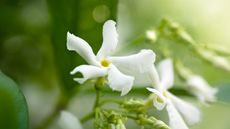 how to grow jasmine: star jasmine (trachelospermum jasminoides)
