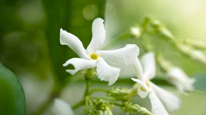 Jasmine Flowers and New Growth