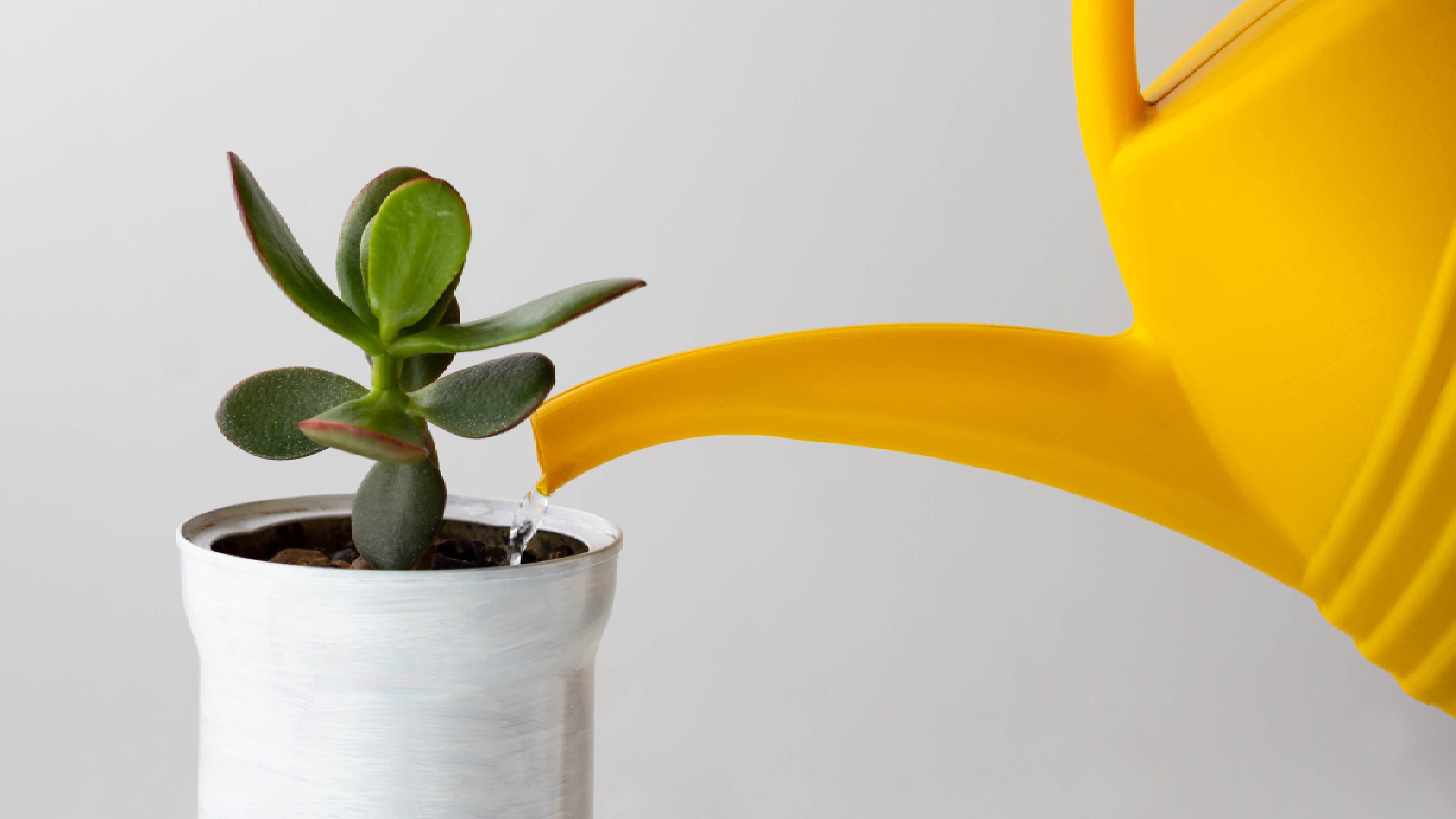 Watering Jade plant