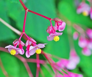 Close up of pink hardy begonia flowers