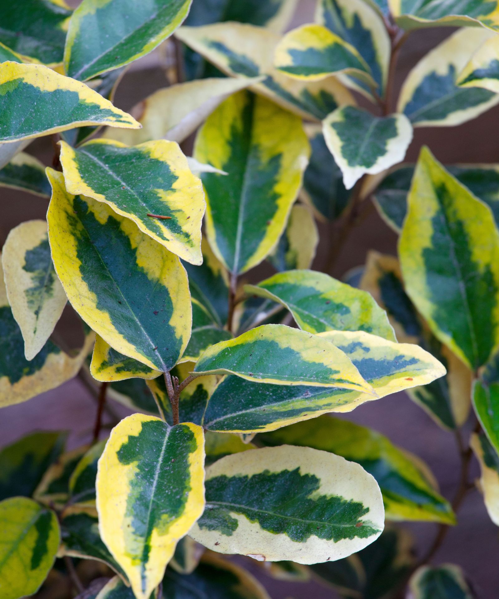 Best evergreen shrubs 10 best perennial shrubs Homes & Gardens