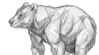 A pencil sketch of a bear