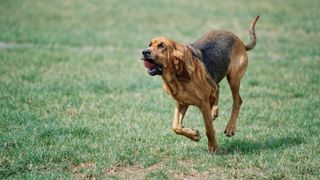 Bloodhound running on grass