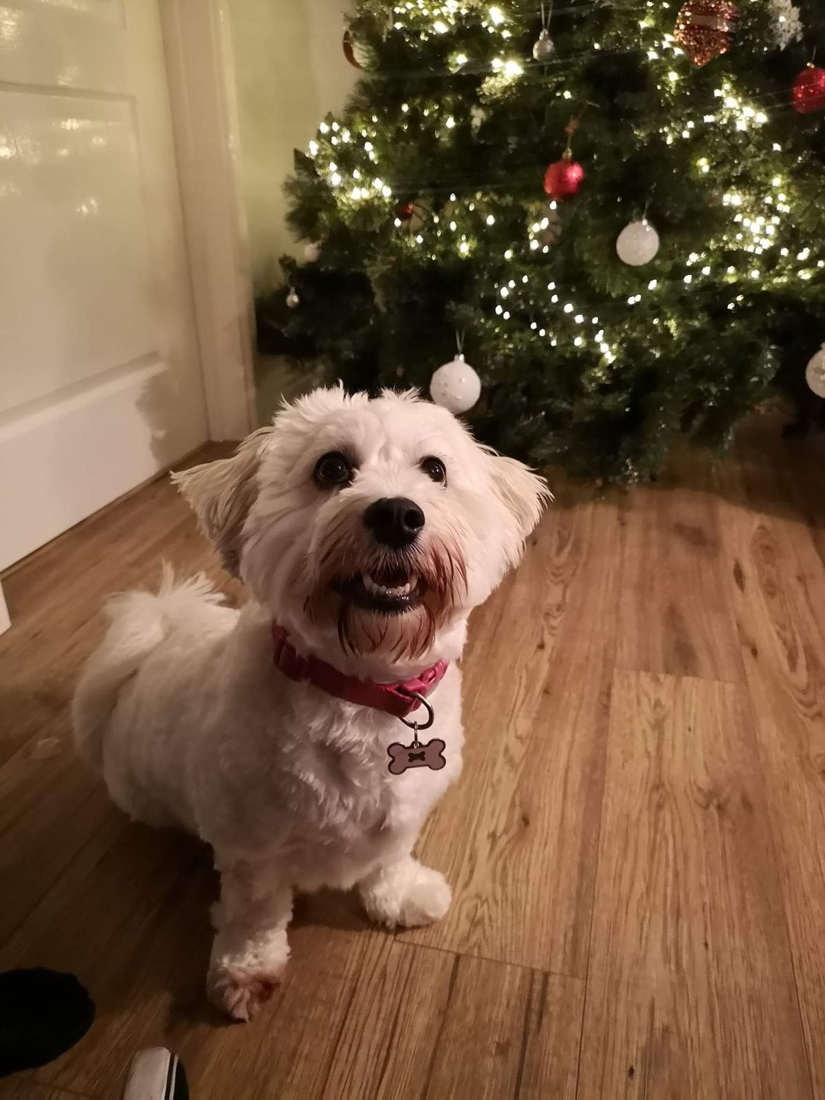 Christmas prompt images dogs by the tree