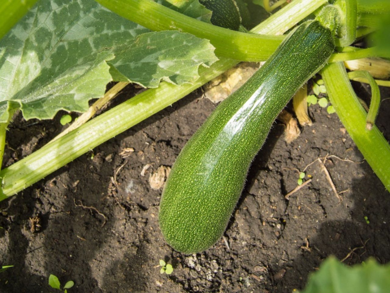 Zucchini Fruit In The Garden