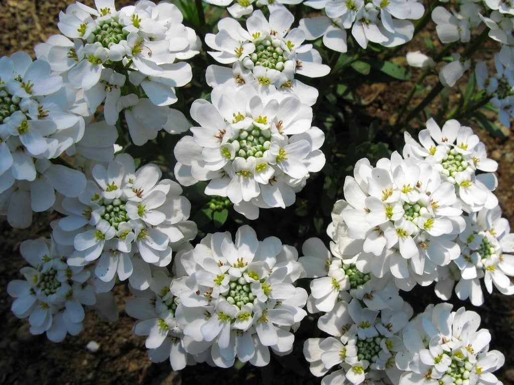 White Candytuft Flowers