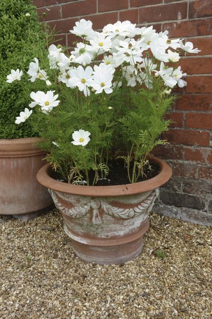 Pot With White Flowered Cosmos