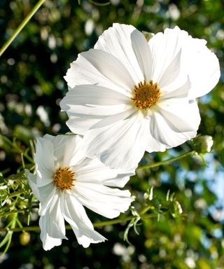 Cosmos bipinnatus ‘Purity’