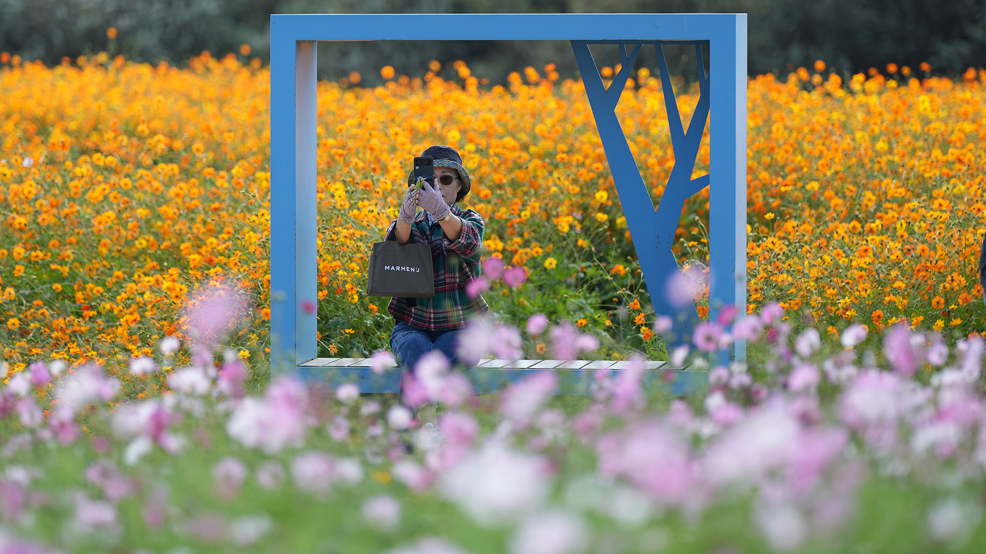 A visitor takes pictures on their smartphone in a field of blooming cosmos flowers in Goyang, South Korea