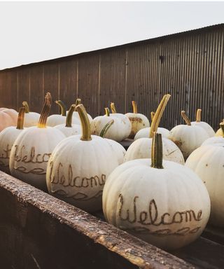 White etched pumpkins on a farm
