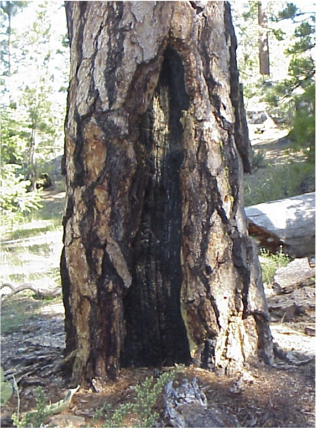 fire scar