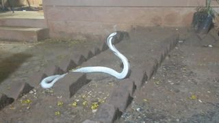 A white cobra lying outside a brown house. Its head is reared up.