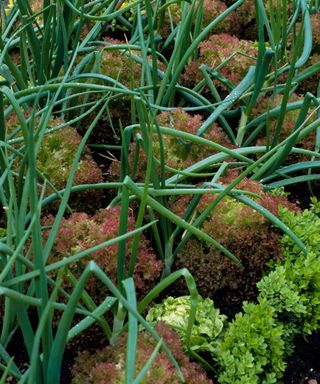 Lettuce and onions growing together in a vegetable garden