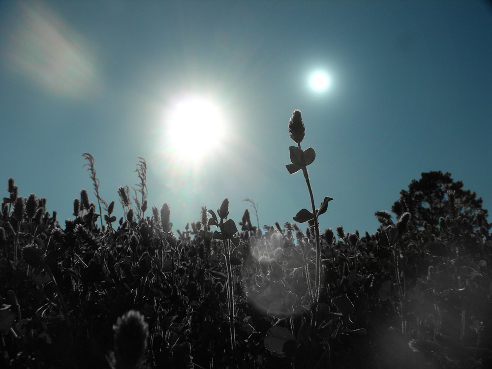 Artist's concept of black plants growing on an alien planet orbiting two suns.