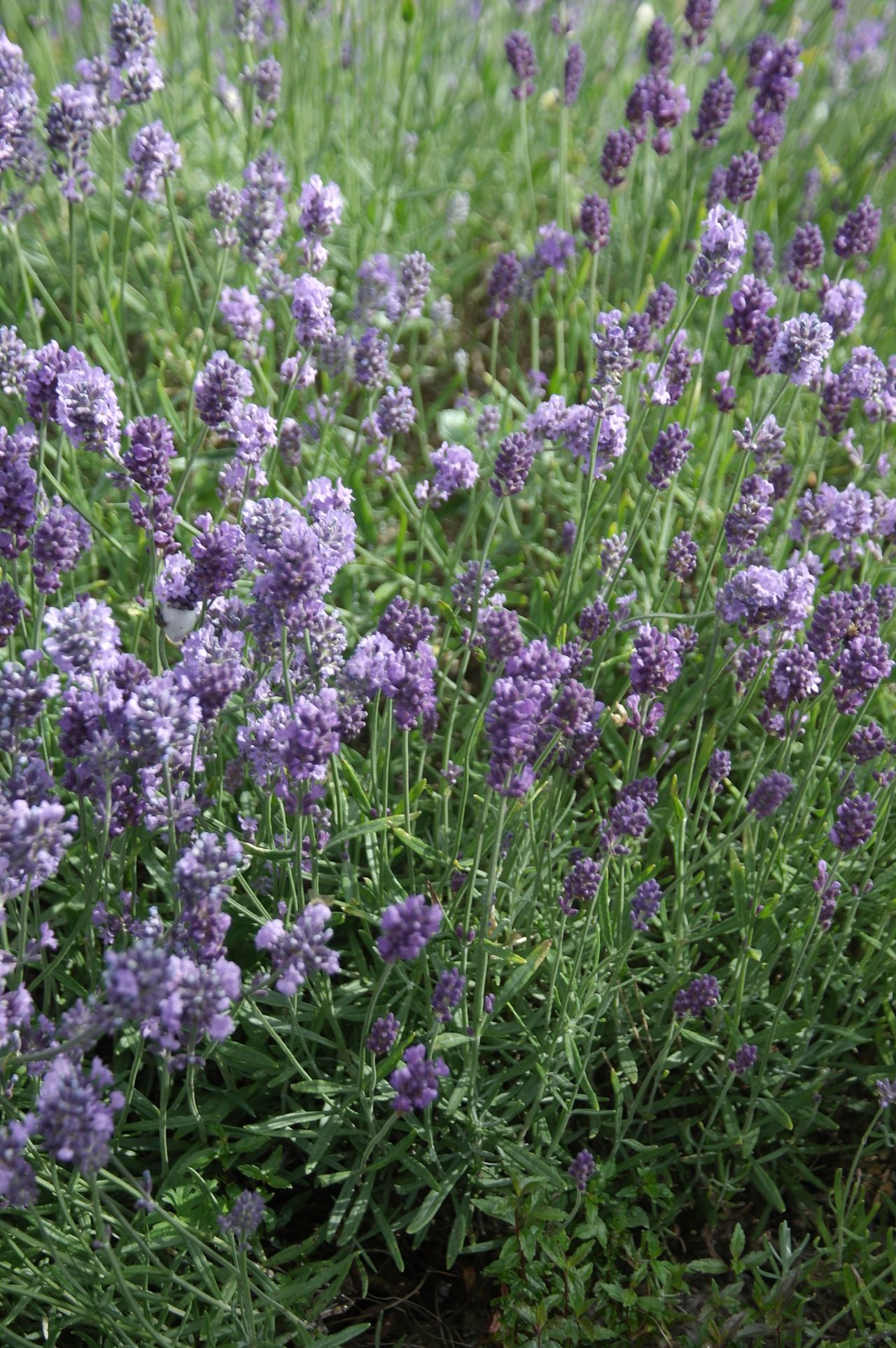 How To Grow Lavender: A Step-by-step Guide To Growing This Pretty 