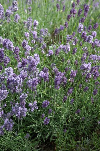 Lavender needs space to thrive
