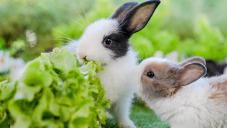 Two bunnies sitting on the grass eating leafy greens
