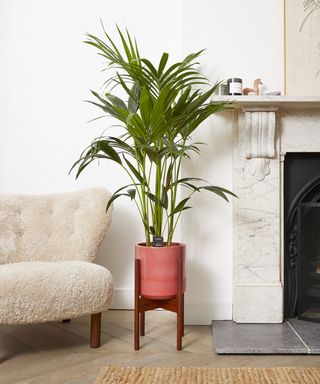 A kentia palm in a pot in a pale living room next to a couch and fireplace