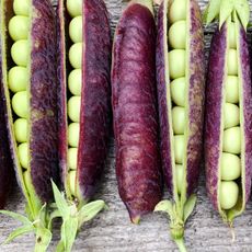 purple podded peas open and closed on wooden table