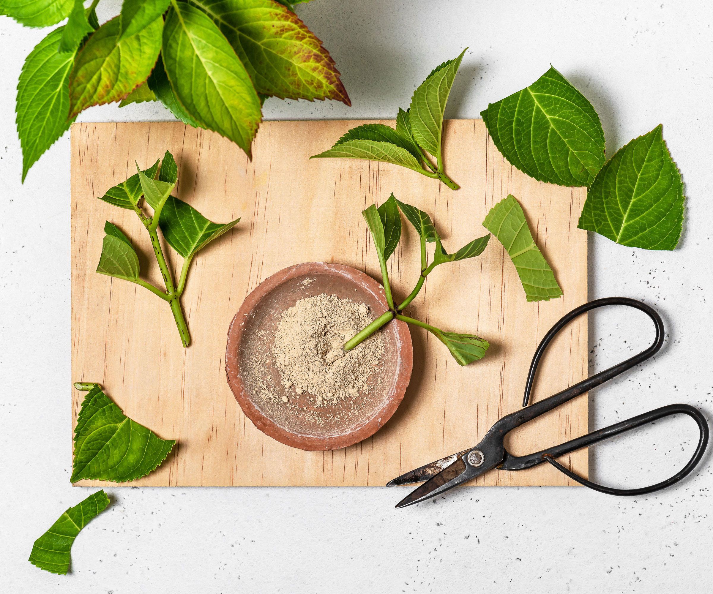 hydrangea cuttings being cut on wooden chopping board with black scissors