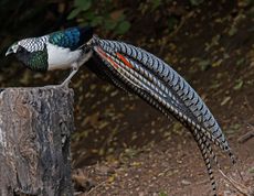 Lady Amherst's Pheasant.