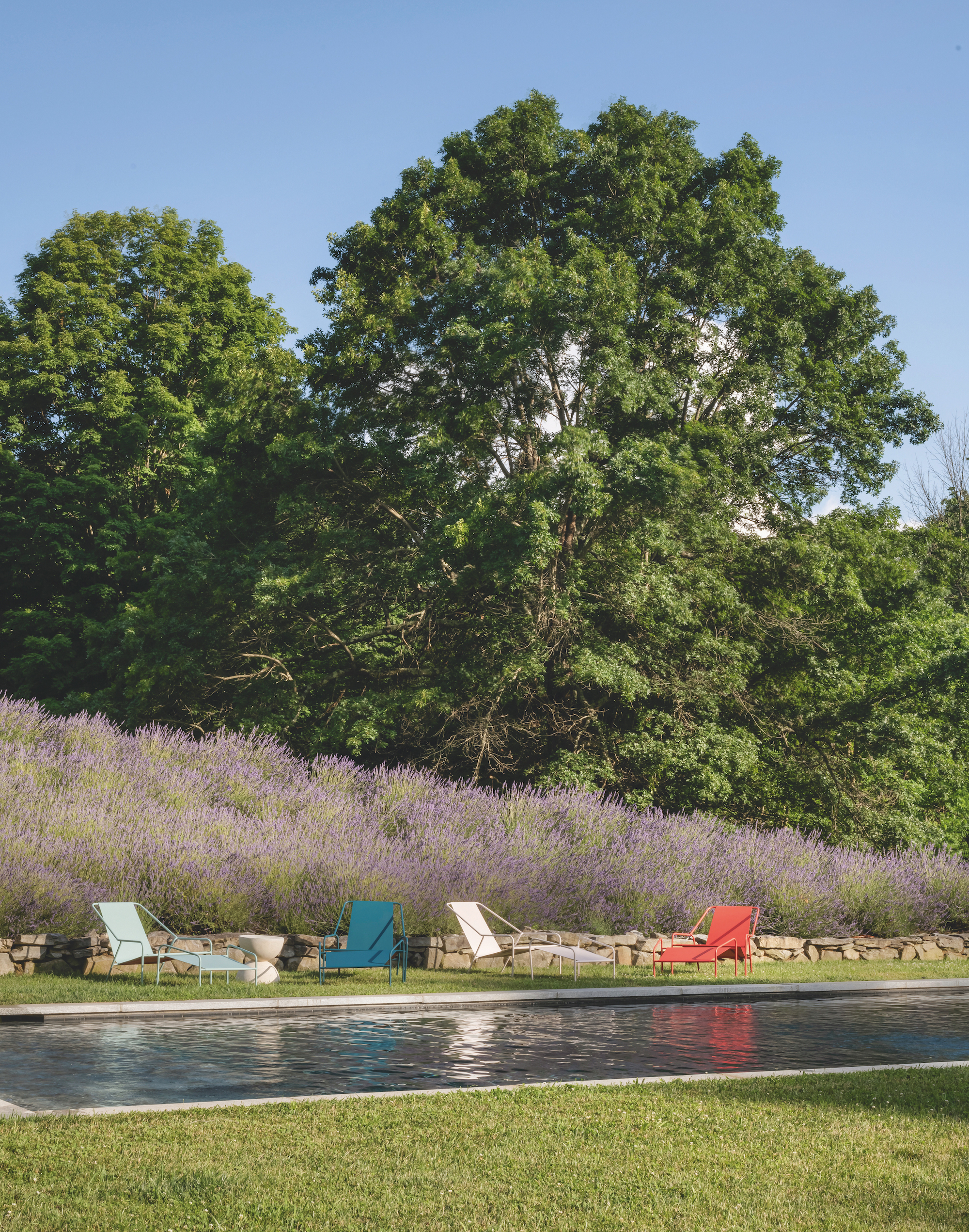 an outdoor pool by a bank of lavender with colorful sun loungers
