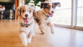 Two happy puppies running through the house